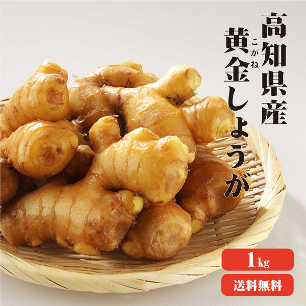 【10人シェア買いでお得】【送料無料】 高知産 黄金生姜 1kg 【業務用】 黄金しょうが 酢しょうが 紅茶 保存 生姜効能 根生姜 生姜 しょうが ショウガ 国産
