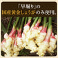 【送料無料】 国産黄金生姜使用 寿司ガリ 1kg 10袋 【業務用】 【TVで紹介！ 櫻井・有吉のTHE 夜会】甘酢 ガリ スライス 無着色 合成保存料 不使用 生姜 しょうが ショウガ 国産