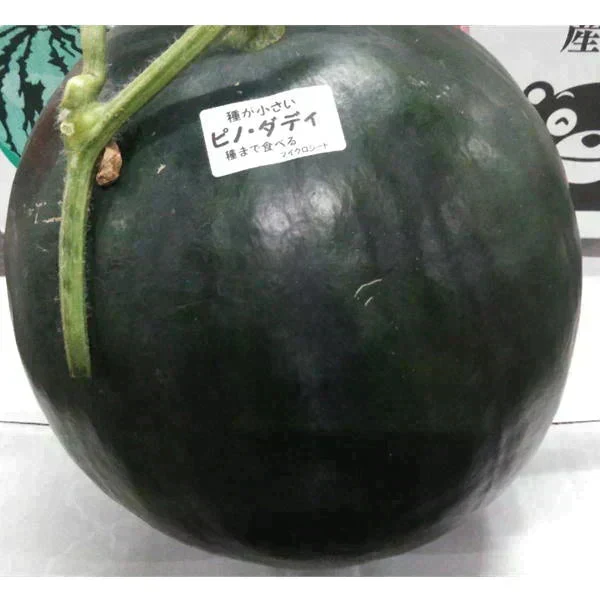 すいか　訳あり　サイズM以上（5キロ以上）スイカ　西瓜　熊本産　1玉入り