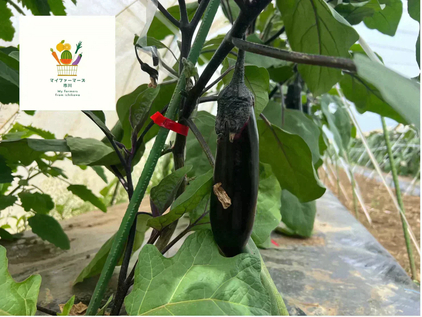 【2022年度 国内No.1獲得！】 クール便 市場直送！ 野菜セット 詰め合わせ 80サイズ箱 【 福袋 】玉ねぎ にんじん じゃがいも みかん 桃 シャインマスカット 食品 料理 フルーツ 果物 ギフト 贈答 お中元 お祝い 正月 謹賀新年