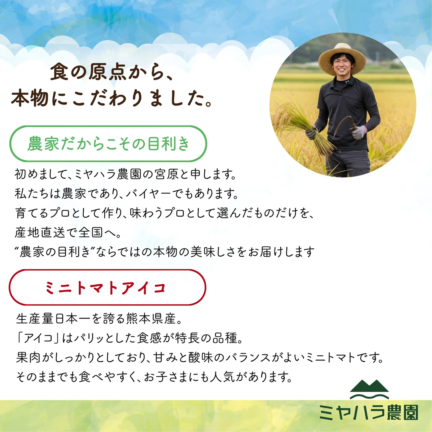 【10営業日以内に発送】たっぷり約400g！(230g～250g＋補償分150g)アイコ ミニトマト 農家直送 熊本県産（230g～250g＋保証分150g）野菜 青果 フルーツ 訳あり【カウシェファーム収穫対象商品】