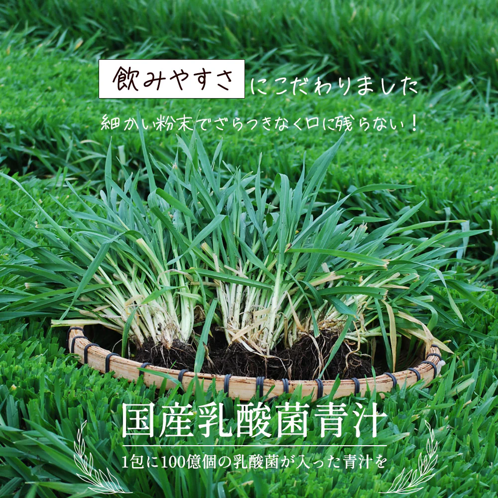 乳酸菌 国産青汁 63g (3g×21包) 3週間分　[ 青汁 飲みやすい 酵素 健康 ダイエット 国産 乳酸菌 100億個 食物繊維 おためし] K【ご新規さん限定商品】
