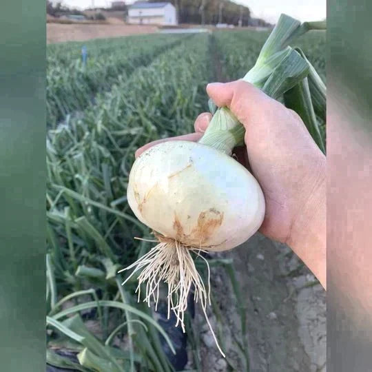 訳あり新玉ねぎ2kg🧅シャーロットオニオン今が旬 淡路島極熟玉葱 送料無料 たまねぎ タマネギ