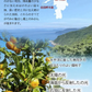 【特別特価】愛媛県産みかん大福6個セット(冷凍/賞味期限:5月中旬ごろ)