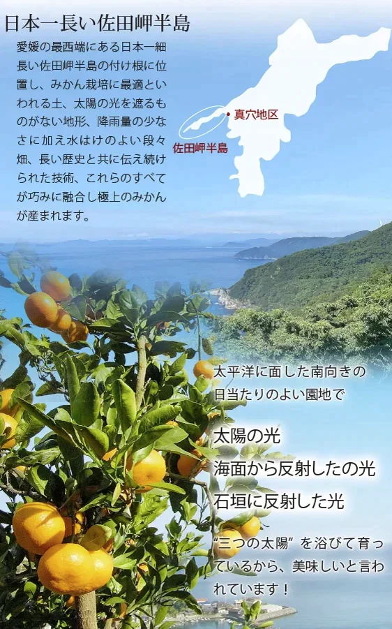 【特別特価】愛媛県産みかん大福6個セット(冷凍/賞味期限:5月中旬ごろ)