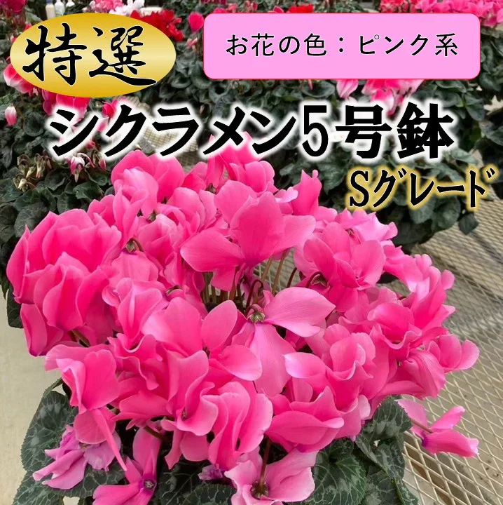 【送料無料】シクラメンSグレード　ピンク系【5寸】