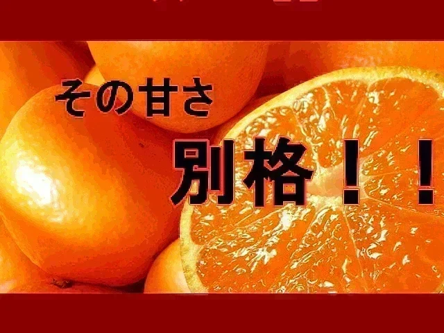 【11月上旬頃～12下旬頃順次発送】しおみかん  5kg みかん 熊本産 訳あり ご家庭用 80サイズ