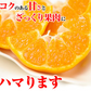 みかん　大分産　ポンカン　1.5kg　ご家庭用（発送予定：2025年1月下旬より）