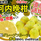 河内晩柑 Ｂ級品 (9kg) ※中玉・大玉MIX　訳あり  晩柑 ご家庭用 箱買い B品 サイズミックス 柑橘 みかん フルーツ 果物 産地直送 愛媛県産