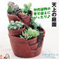 鉢 植木鉢 ポリ製 多肉植物 寄せ植え かわいい プチオアシス・天上の庭園 1個 女性 プレゼント