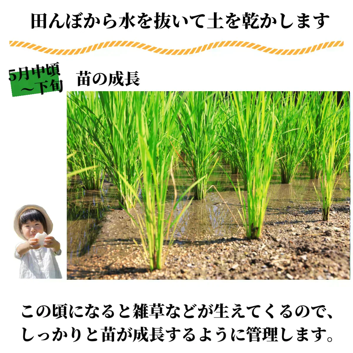 数量限定【最安値挑戦】北海道産 ななつぼし 5kg 米 白米 精米 お米 5キロ 国産 美味しい米 北海道のお米 こだわり製法 定温保管 低温精米 国産米 おいしいお米 お取り寄せグルメ 美味しい おいしい  北海屋  紋別 お米ギフト