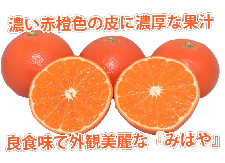 みはや みかん 送料無料 秀品 2kg 希少品種 美早 熊本県産 蜜柑 早生みかん ミカン