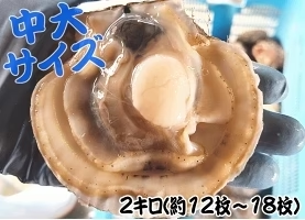 青森 活ほたて 殻付き 中大2キロ（約12枚～18枚）【冷蔵便】 養殖　奇跡の海『むつ湾』からホタテ漁師が贈る逸品