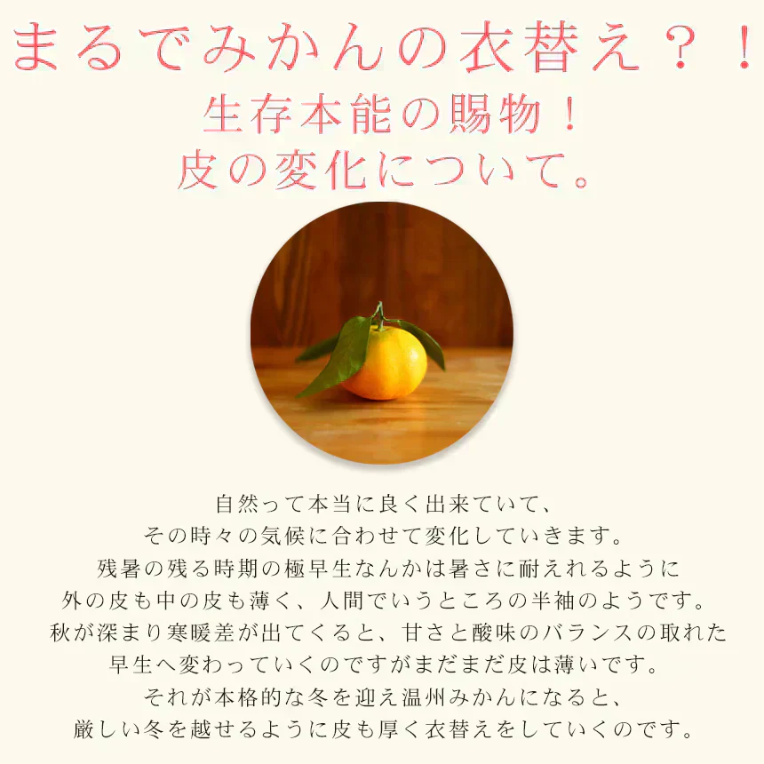 みかん　吉田みかん　５ｋｇ　ｆ吉０５　家庭用　M～2L　愛媛　吉田　果物　フルーツ　柑橘　ミカン　蜜柑　　訳あり　送料無料