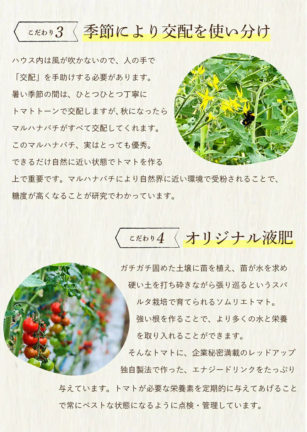 送料無料　訳あり ソムリエ トマト 5.5～6.5kg（18玉～36玉)【最安値挑戦祭】