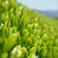 知覧茶 深蒸し茶 100g x 3個セット【特産品・ご当地特集】