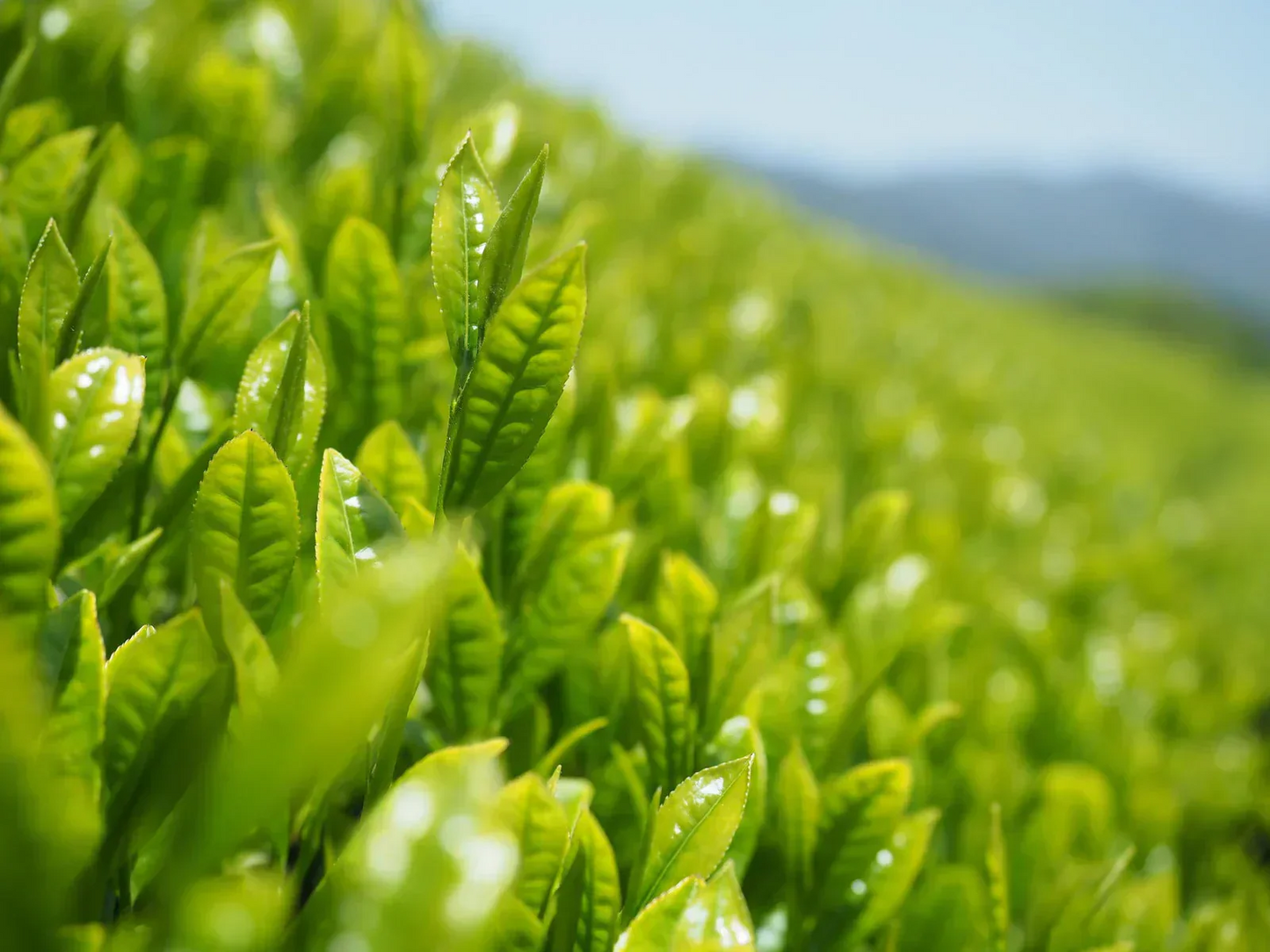 知覧茶 深蒸し茶 100g x 3個セット【特産品・ご当地特集】