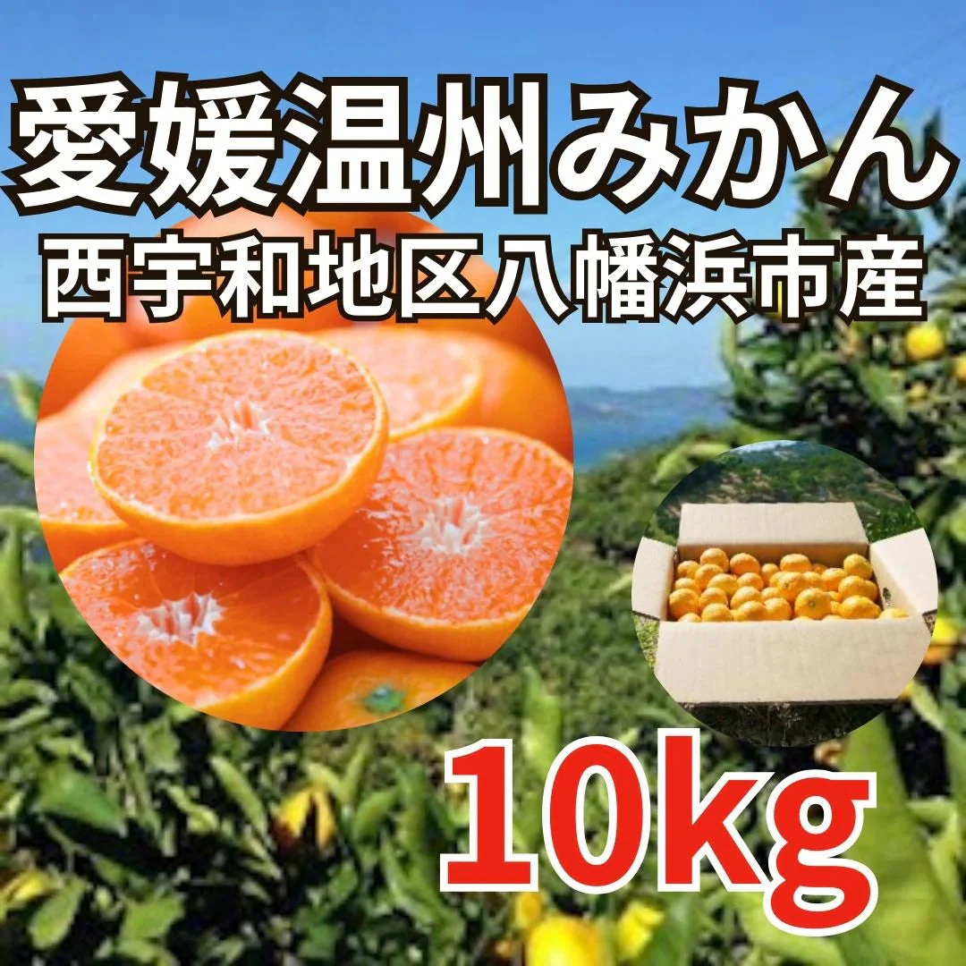 【10kg】愛媛温州みかん 愛媛県西宇和地区八幡浜市産 ご家庭用/サイズ不選別