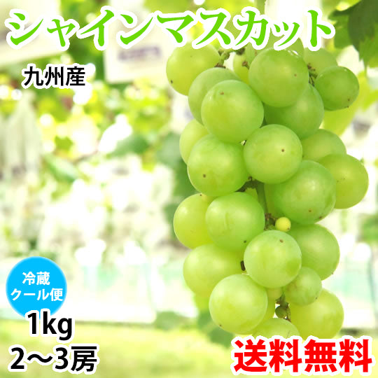 【7月下旬～8月上旬頃より順次出荷】シャインマスカット ぶどう 送料無料 1kg 2〜3房 九州産 マスカット 葡萄 ブドウ