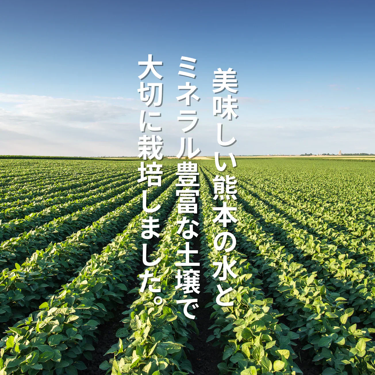 【10営業日以内に発送】市場直送！熊本県産 アイコ ミニトマト 約400g(230-250g+保証分150g)  フルーツミニトマト フルーツ とまと 野菜 青果 訳あり 【カウシェファーム収穫対象商品】