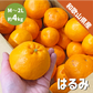 和歌山県産 はるみ 約4kg 和歌山 はるみみかん ギフト 自宅用 贈答 柑橘