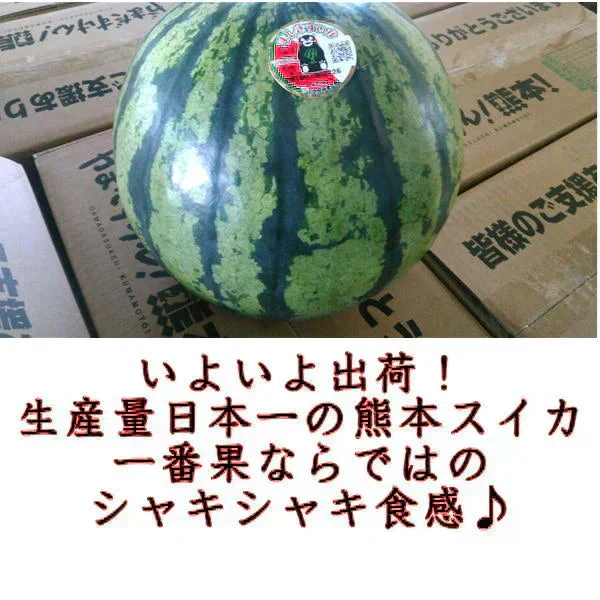 すいか　訳あり　サイズM以上（5キロ以上）スイカ　西瓜　熊本産　1玉入り