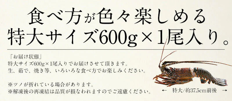 伊勢海老 千葉県産 外房イセエビ 特大サイズ600g×1尾 刺身 冷凍 伊勢エビ 伊勢えび えび エビ 海鮮 魚介 プリプリ 濃厚 グルメ 贈り物 ［送料無料］ 母の日 プレゼント ギフト  母の日思いの 健康 実用的 父の日 子供 孫