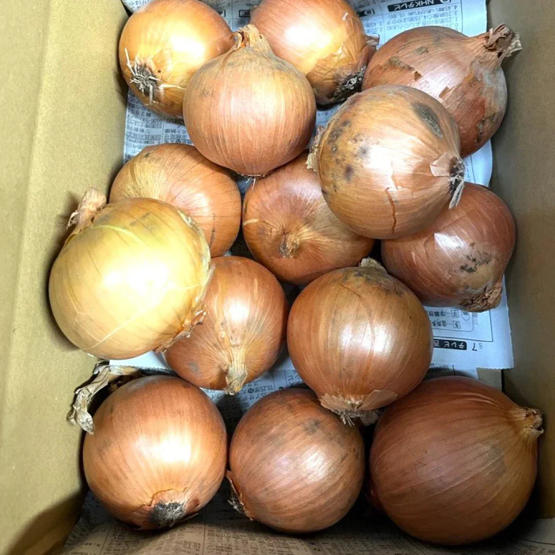 たまねぎ 約1.5kg 送料無料  60サイズ