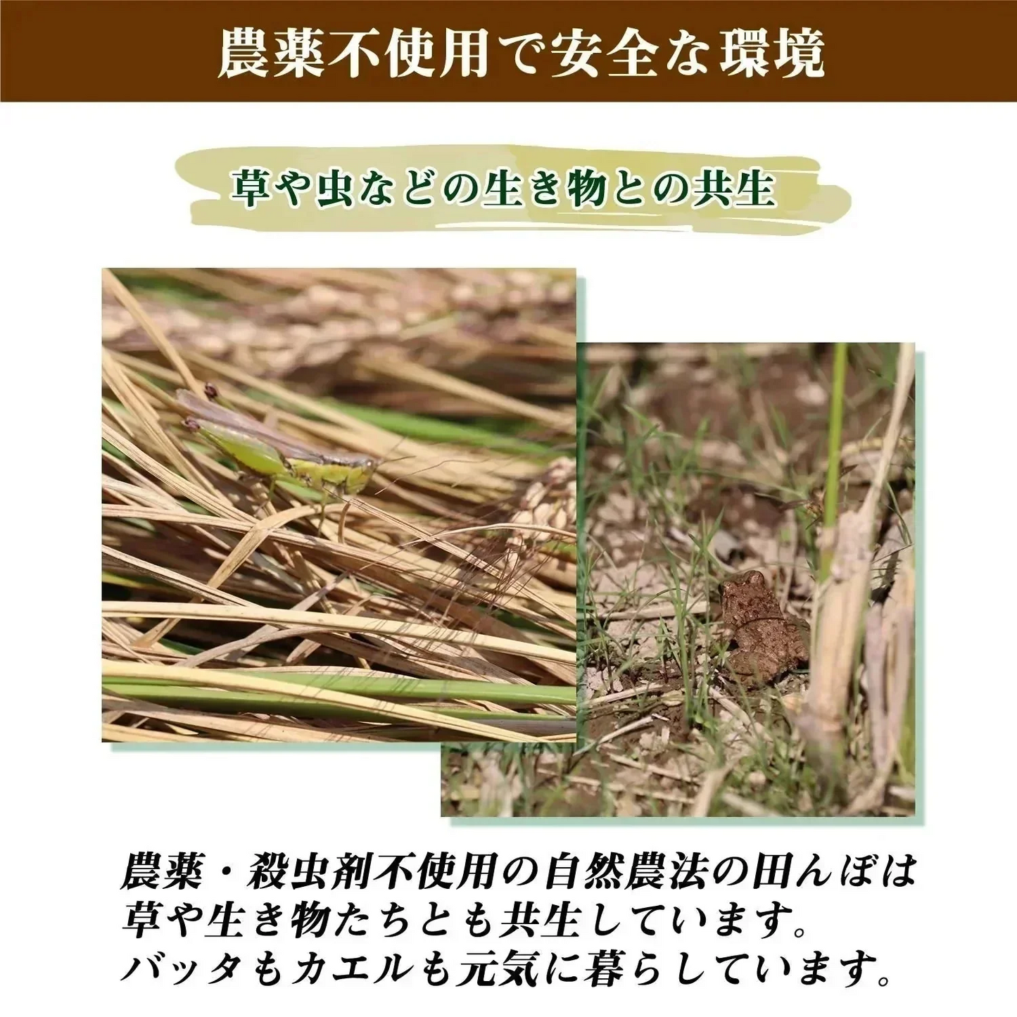 【300g】36種類の古代米ブレンド いろいろ米 送料無料 国産 大分県産 栽培期間中 農薬不使用 無農薬 化学肥料不使用 自然農法 掛け干し米 共生栽培 オーガニック お米 玄米 うるち米 黒米 赤米 緑米 ミックス 混ぜるだけ