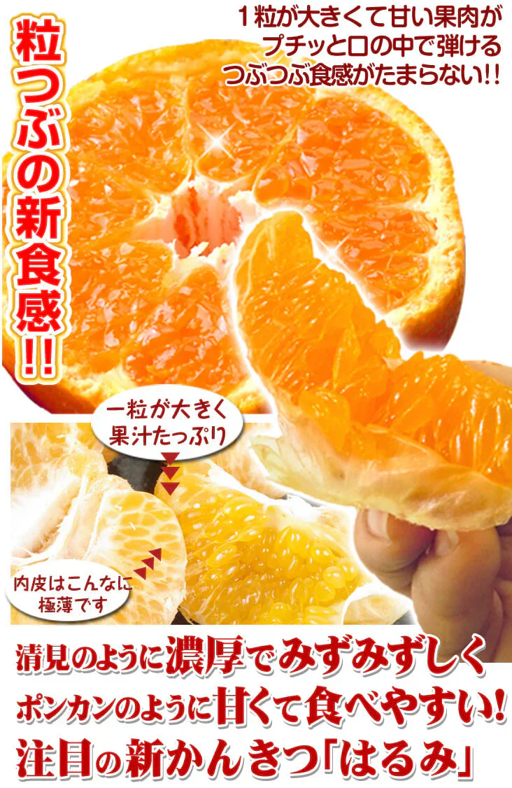 みかん　大分産　はるみ　1.5kg　ご家庭用（発送予定：2025年3月中旬より）