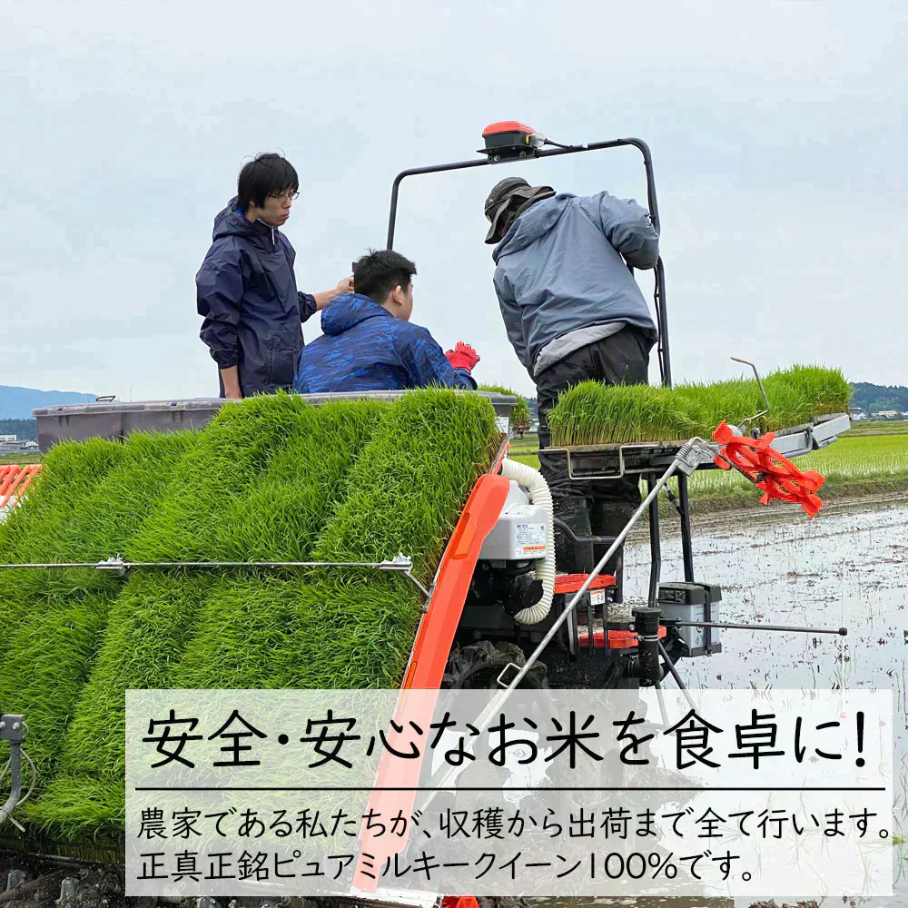秋田県産 ミルキークイーン 精米30kg（5kg×6袋）令和6年産【古代米プレゼント付き】