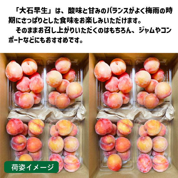 和歌山県産 すもも 大石早生 約4kg (約500g×8パック ) 2Lサイズ以上 2L 3Lサイズ プラム スモモ