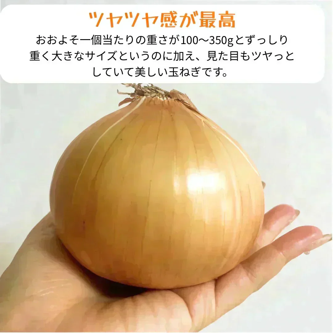 【有名飲食店 / ホテルも愛用】つやつやたまねぎ 10kg 野菜 根菜 玉葱 玉ねぎ タマネギ サラダ 市場 果物 料理 カレー 惣菜 ギフト【ご新規さん限定商品】