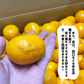 和歌山県産 有田みかん 訳あり 早生 約8kg (80玉前後) 有田産 みかん ゆら 田口 宮川 早生品種 ミカン ご家庭用