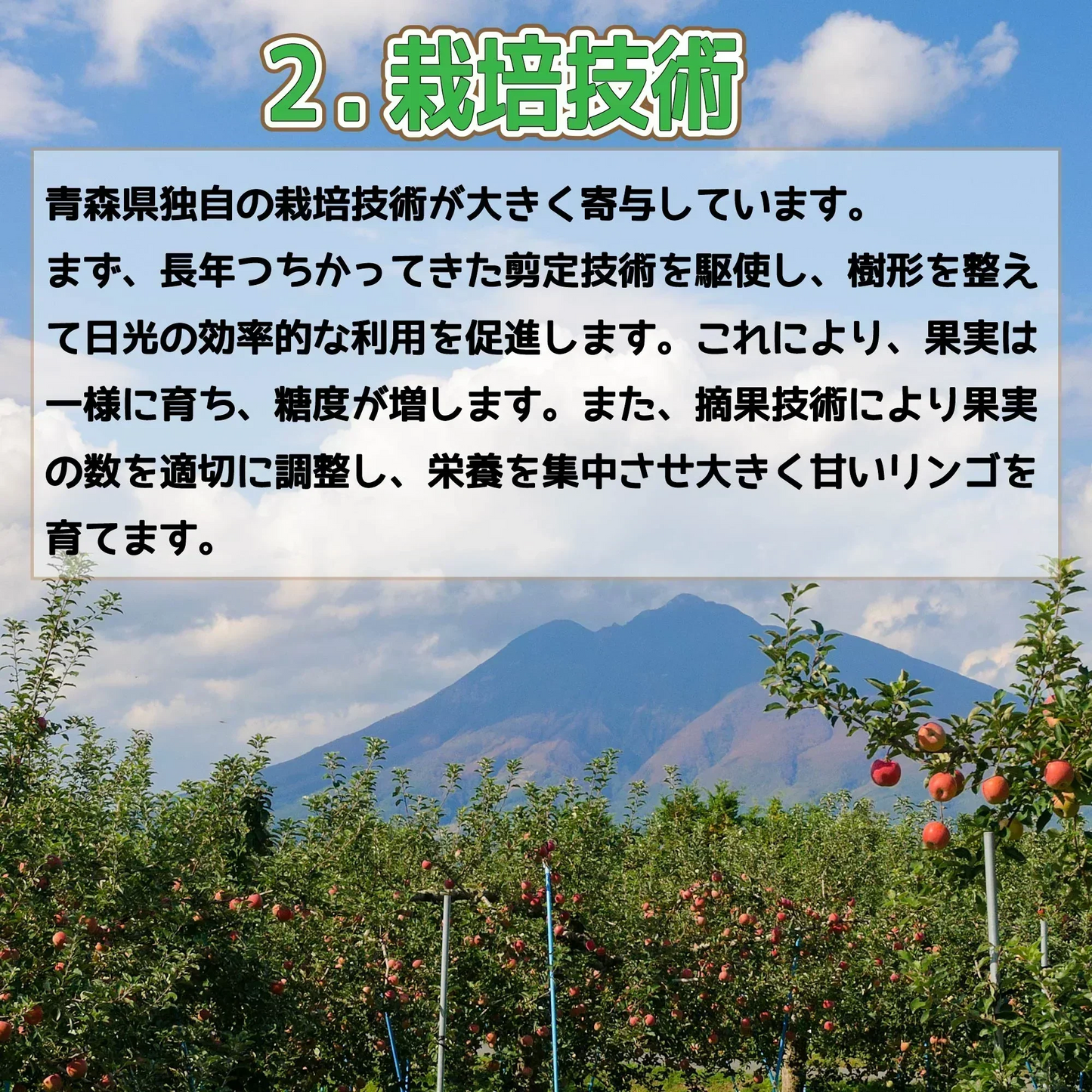 クール便　青森県産　訳あり　りんご　スマートフレッシュ！　ご家庭用　有袋ふじ　５ｋｇ　パック詰め　送料無料！