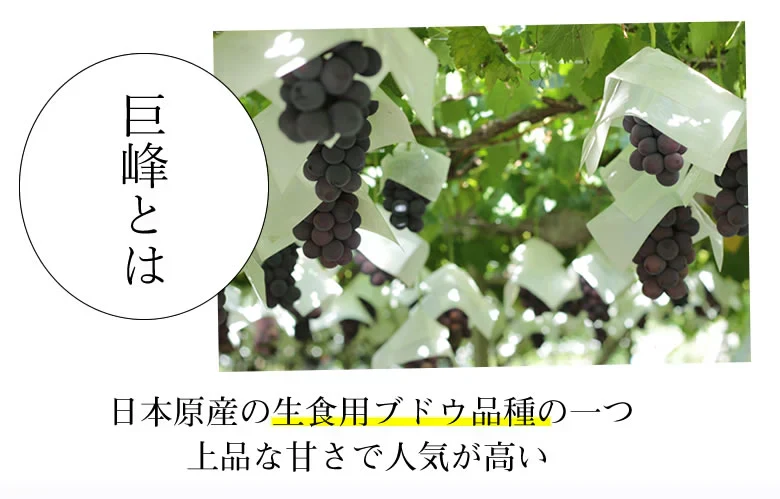 ぶどう 巨峰 約1.2kg（約300g×4パック） 福岡・熊本県産 〈クール便でお届け〉きょほう 葡萄 黒ぶどう 藤稔 ピオーネ