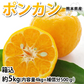 ポンカン 5kg 訳あり 送料無料 箱込 (内容量4kg+不良果補償分500g) 無選別 みかん 熊本県産 デコポン 蜜柑