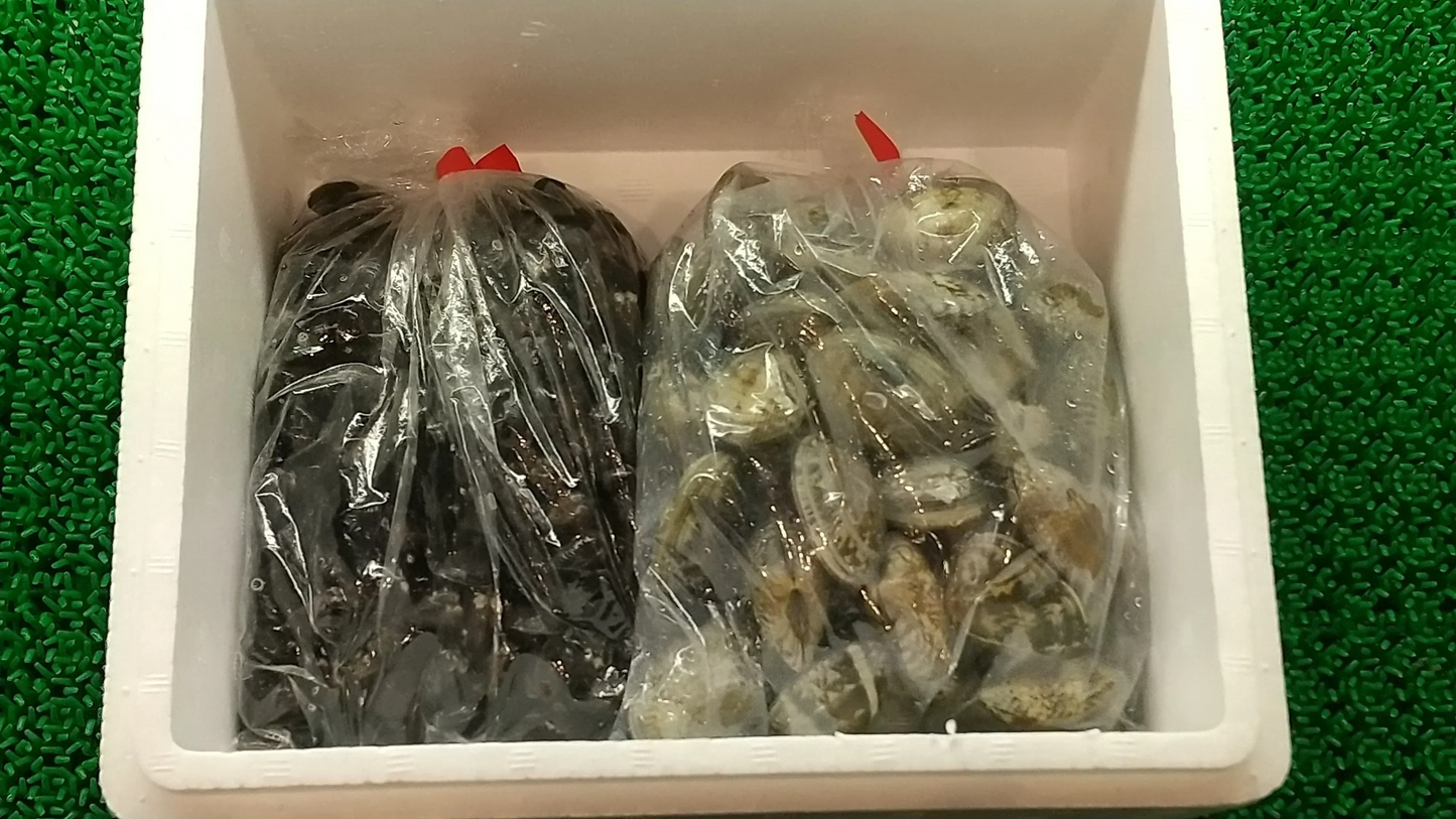 【水産仲卸直送】大人へのご褒美！活アサリ＆シジミを合わせてたっぷり1.6㎏！