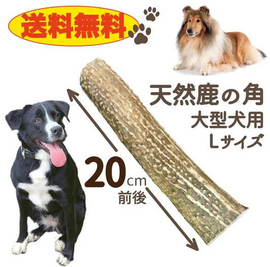 【送料無料】鹿角　Lサイズ　1本　ペット　歯石　口臭　ストレス解消　おもちゃ　お留守番　しか　ツノ