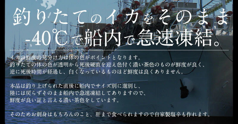 するめいか 7杯（約2kg前後） 日本海産 スルメイカ［送料無料］ いか イカ スルメイカ するめいか スルメ 冷凍イカ 刺身用 美味しい 刺身 刺し身 海鮮 贈り物 食品 食べ物 母の日 プレゼント ギフト  母の日思いの 健康 実用的 父の日 子供 孫 ※ポスト投函商品の発送は1～2週間前後になります