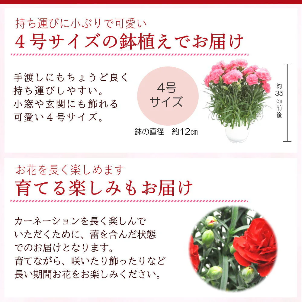 【遅れてゴメン母の日ギフト順次発送】鉢植え カーネーション 4号鉢 ラッピング母の日カード付き！カーネーション（ピンク系又はレッド系）の鉢植えをお届け