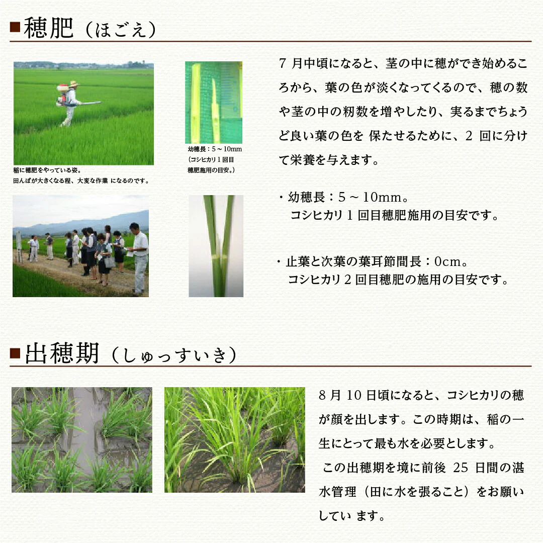 米 精米 新潟県 特別栽培米 こしひかり 10kg (5kg×2) 令和5年産 新米 JA北越後指定 お米 白米 おくさま印 国産 食品 ギフト 引っ越し 挨拶 出産 内祝い お中元 お歳暮 結婚 快気 還暦 香典返し お年賀 送料無料