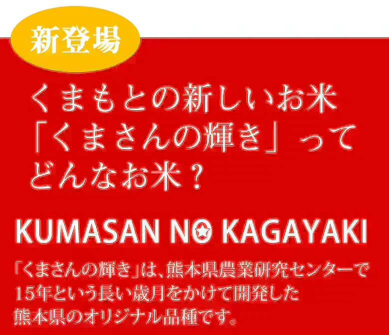 くまさんの輝き 無洗米 送料無料 計900g（300g×3袋） お試し 令和7年産 熊本県産 お米 白米 玄米 コシヒカリ ヒノヒカリ 森のくまさん