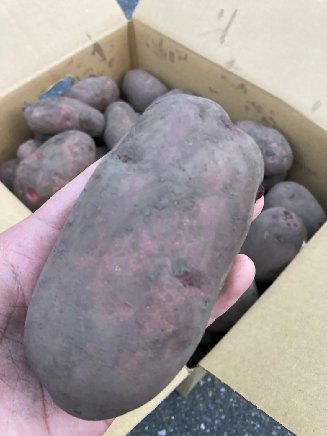 【じゃがいもよりサツマイモに近い味わい】北海道 十勝産 レッドムーン 土付き S~Lサイズ じゃがいも 芋 ジャガイモ 浦幌町 (2kg)
