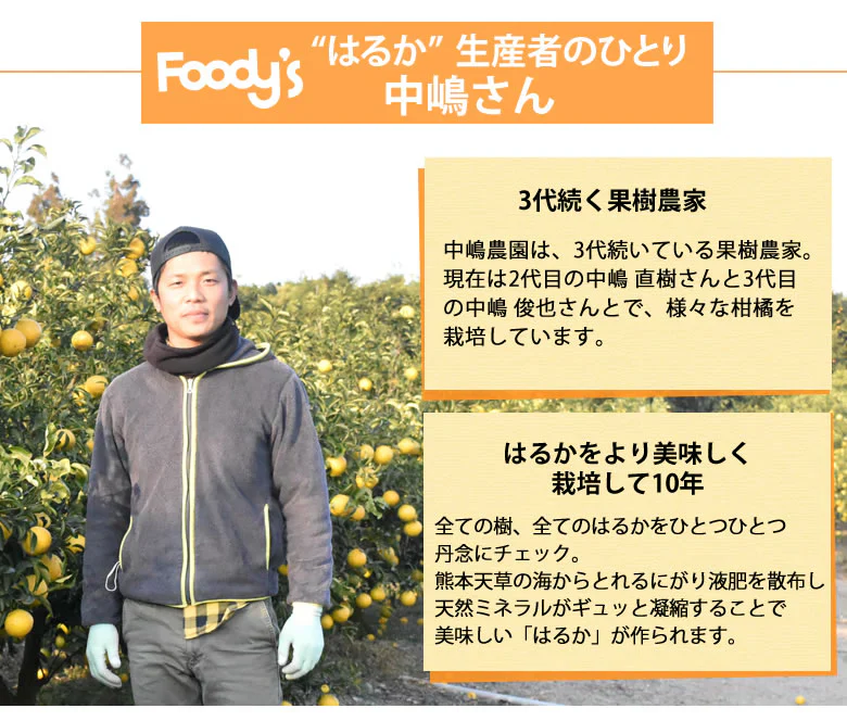 はるか みかん 送料無料 秀品 5kg S～2L 平成生まれの品種 はるかみかん ミカン 蜜柑