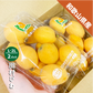 和歌山県産 びわ約500g（約250g×２パック）和歌山 田村 ビワ 送料無料 枇杷