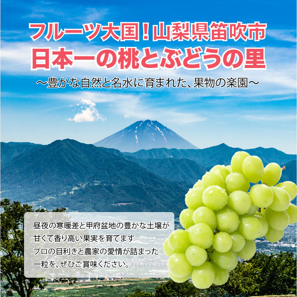 シャインマスカット 【山梨 笛吹市産】約1.2kg （2房） 1房 約500-700g 産地直送 高糖度 大粒 皮ごと ステビア農法 ぶどう マスカット 果物 フルーツ 冷蔵 ギフト 産直 敬老の日 お中元