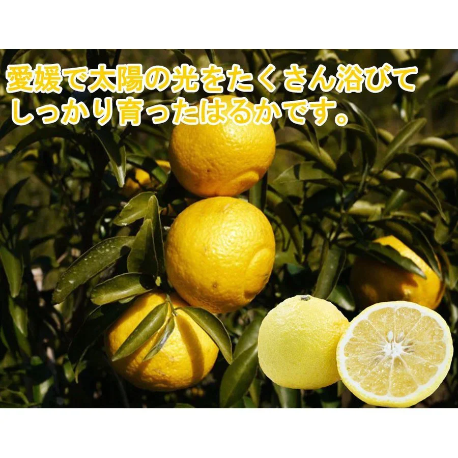 はるか みかん 5kg ご家庭用 箱買い サイズミックス 柑橘 フルーツ 果物 産地直送 愛媛県産 YDF-004