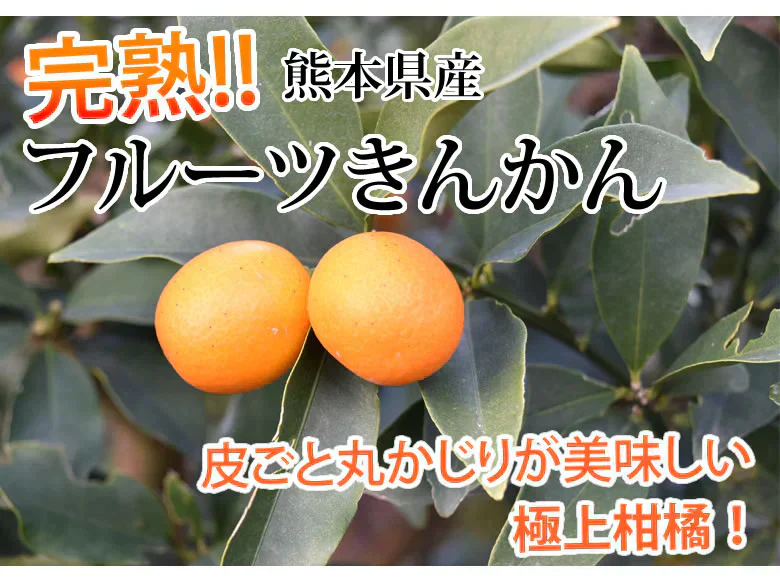 金柑 みかん 完熟フルーツきんかん 送料無料 1kg 熊本県産 ハウス栽培 柑橘