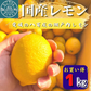 【国産レモン】愛媛県産　瀬戸内のイエローレモン　約1Kg